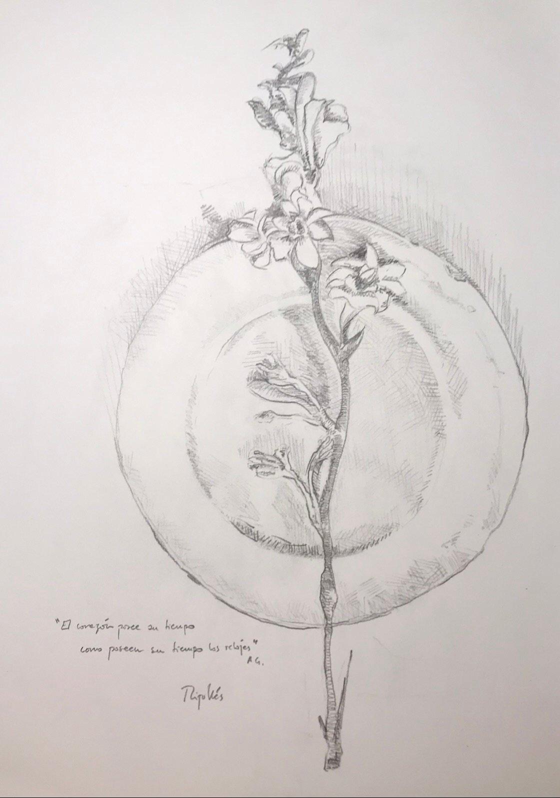 Dibujo a grafito de un plato de loza blanco en el que reposa un bello gladiolo. Líneas sinuosas y sugerentes. Sensibilidad en el trazo. Escrita una cita de Antonio Gala sobre el amor.